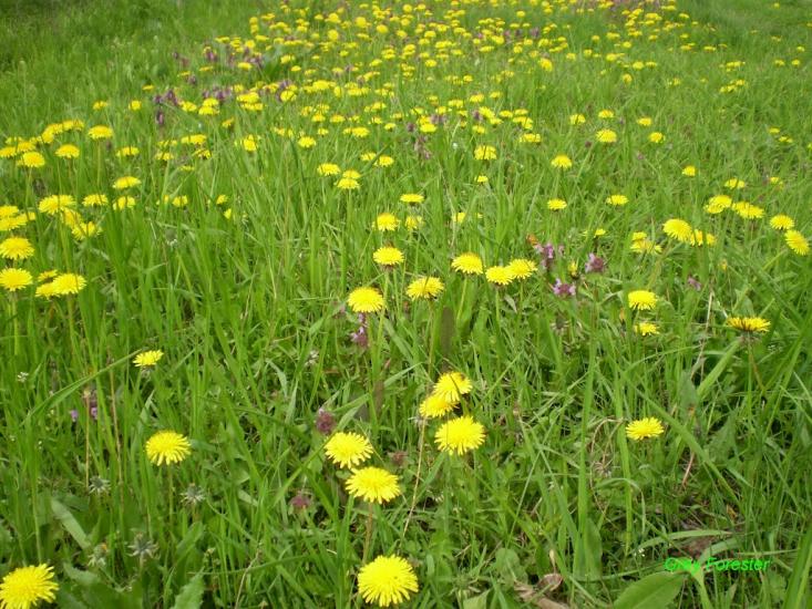 Пролітне з panoramio.com - Пролітне