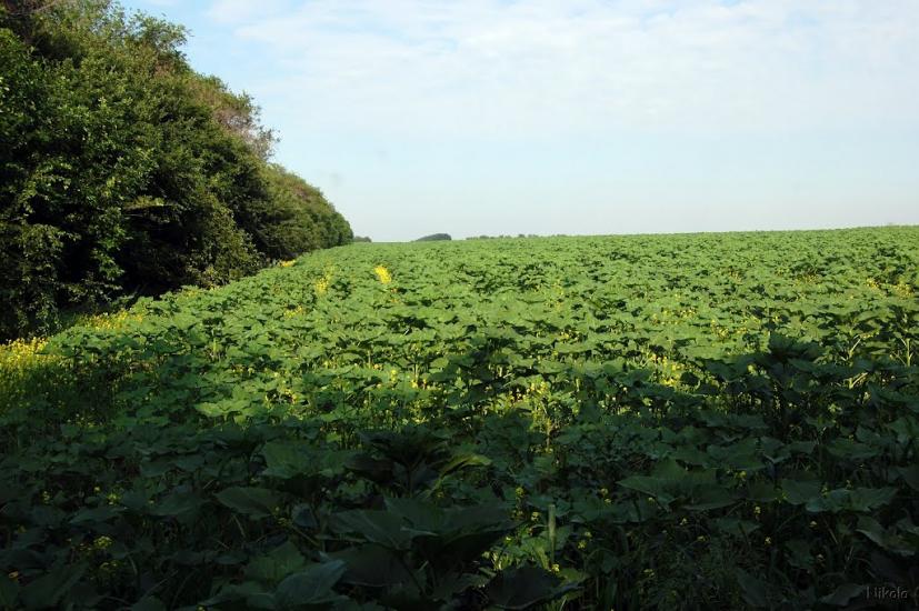 Булгаківка з panoramio.com - Булгаківка