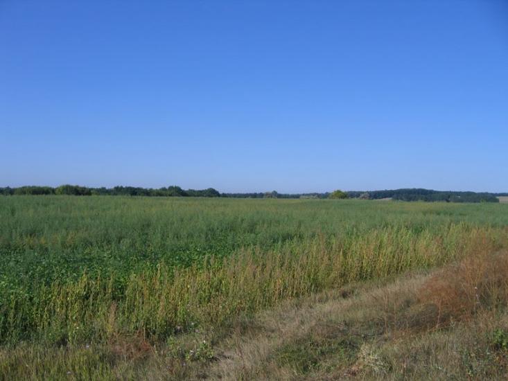 Старі Безрадичі з panoramio.com - Старі Безрадичі