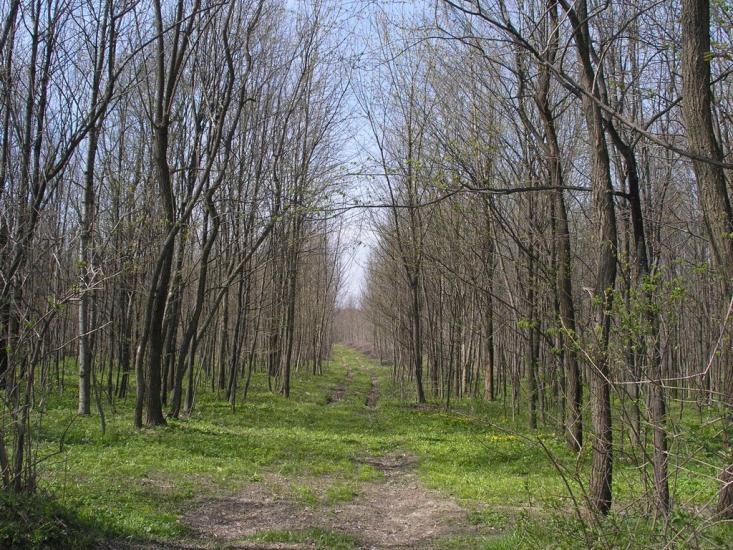 Зарванці з panoramio.com - Зарванцы