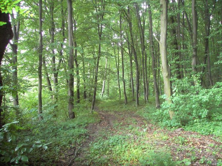 Горошівці з panoramio.com - Горошівці