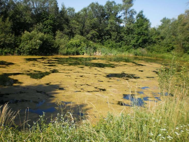 Княже з panoramio.com - Княже