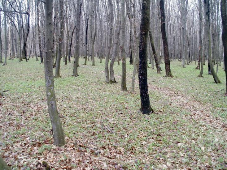Бубнівка з panoramio.com - Бубновка