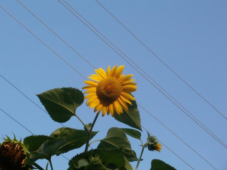 Ічня з panoramio.com - Ичня