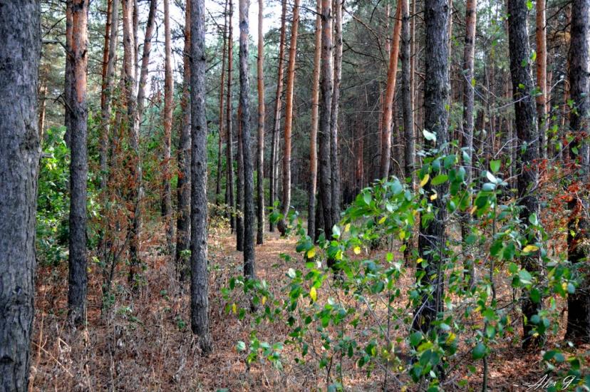 Обухів з panoramio.com - Обухов