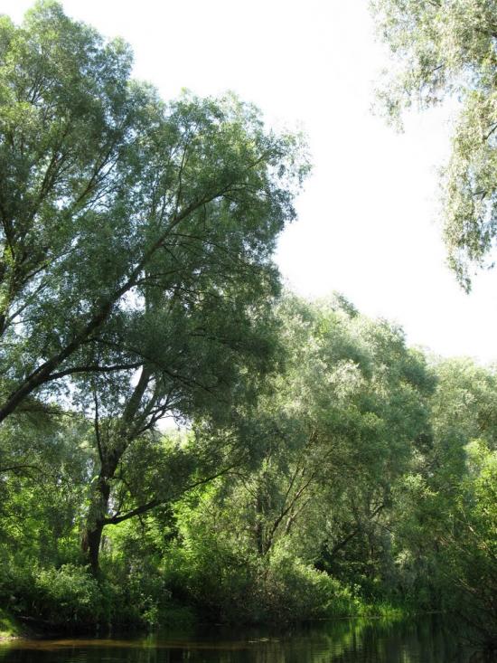 Лохвиця з panoramio.com - Lokhvitsa