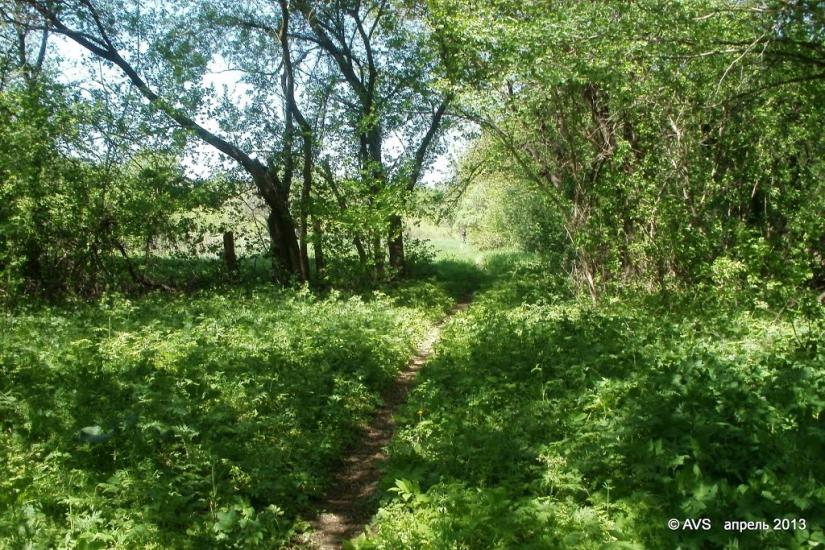 Ольховатка з panoramio.com - Ольховатка