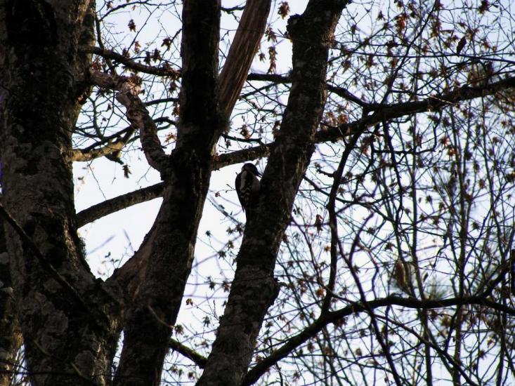 Многоріччя з panoramio.com - Многоріччя