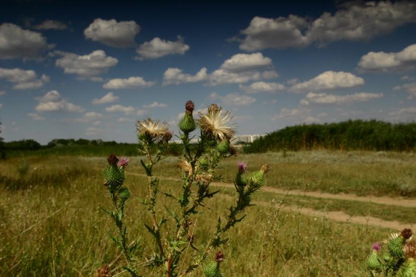 Веселівка з panoramio.com - Веселовка