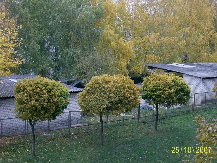 Смоліне з panoramio.com - Smoline