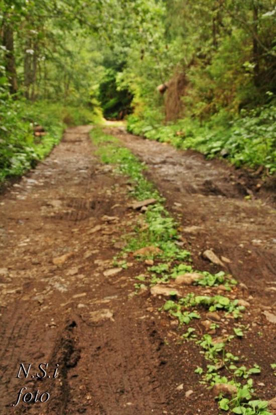 Бедевля з panoramio.com - Бедевля