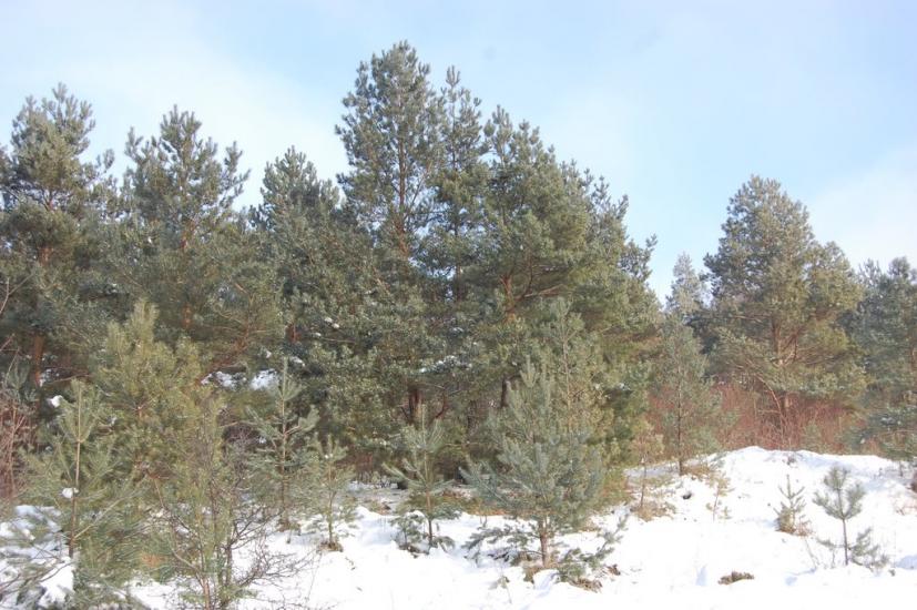 Добринівці з panoramio.com - Dobrynivtsi