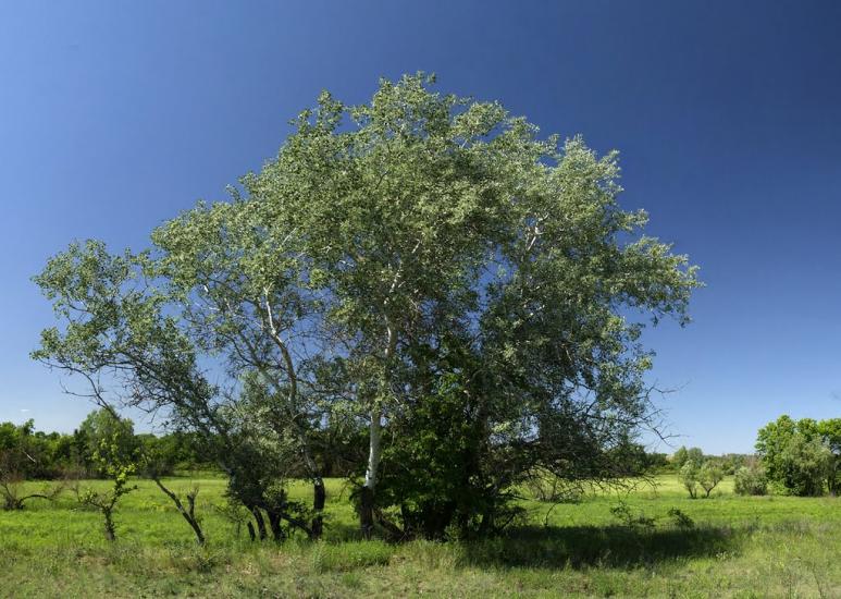 Піонерське з panoramio.com - Пионерское