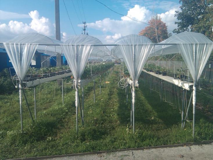 Руська Лозова з panoramio.com - Ruska Lozova