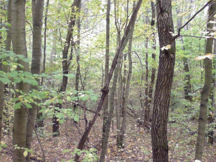 Руська Лозова з panoramio.com - Русская Лозовая
