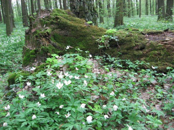 Костопіль з panoramio.com - Костополь