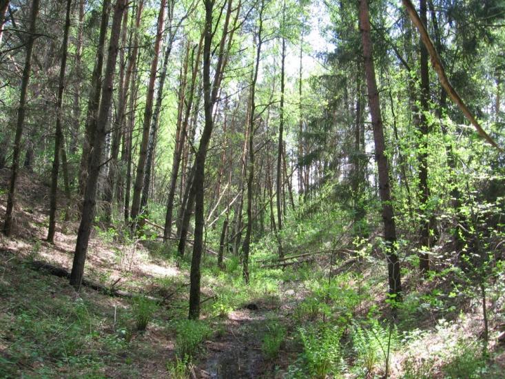 Петрушин з panoramio.com - Петрушин