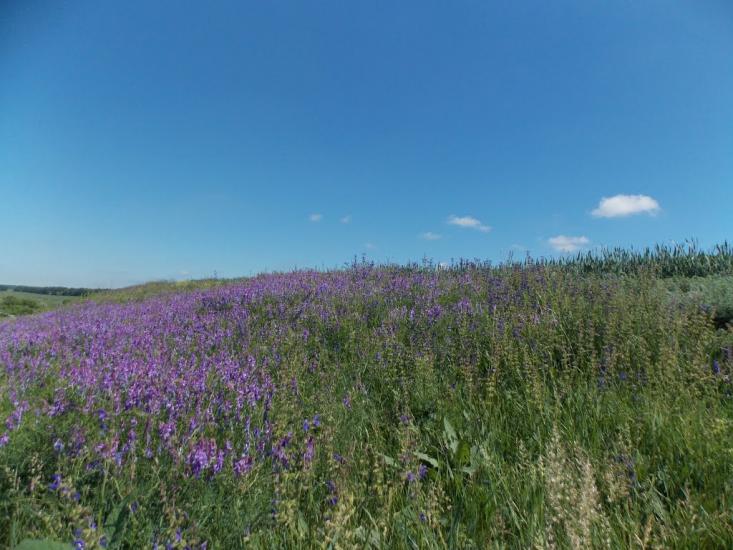 Млинки з panoramio.com - Млынки