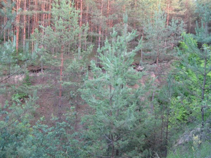 Пискунівка з panoramio.com - Пискунівка