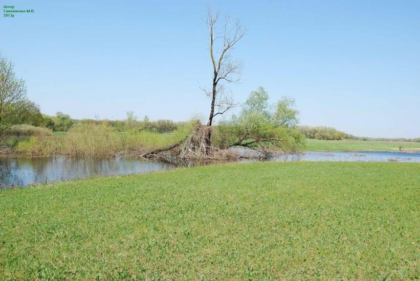Плавні з panoramio.com - Плавни