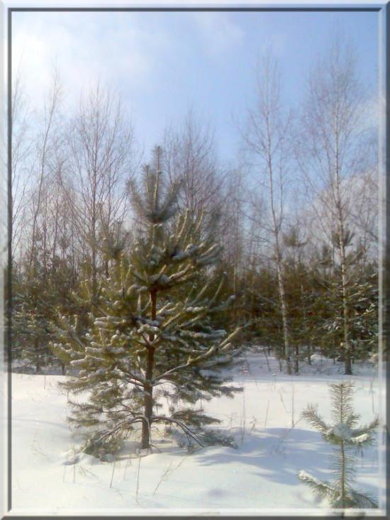 Кушкине з panoramio.com - Kushkyne
