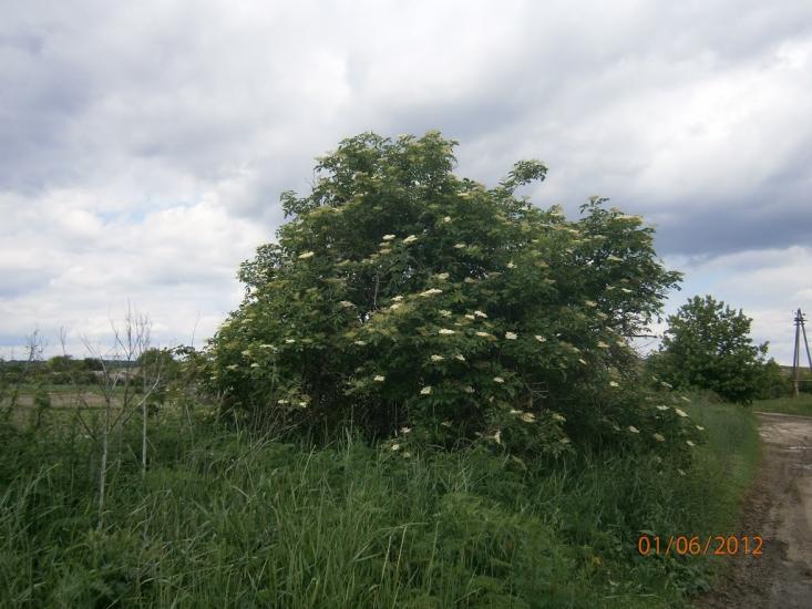 Колядівка з panoramio.com - Колядовка