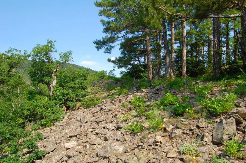 Виноградний з panoramio.com - Виноградний