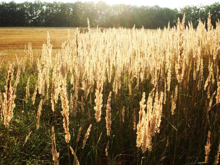 Фасова з panoramio.com - Фасова