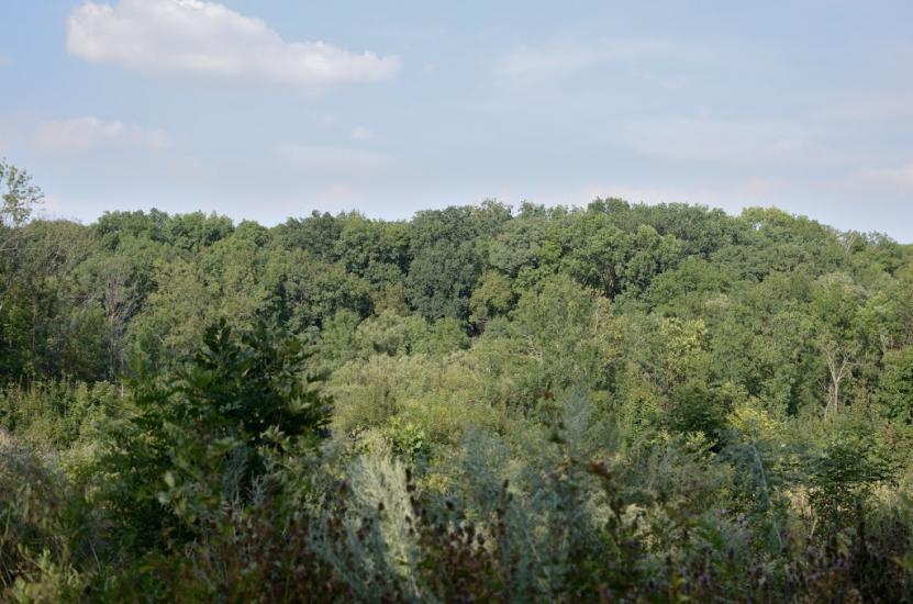 Новошевченкове з panoramio.com - Новошевченково