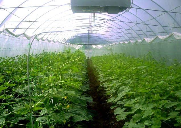 Вилок з panoramio.com - Вилок