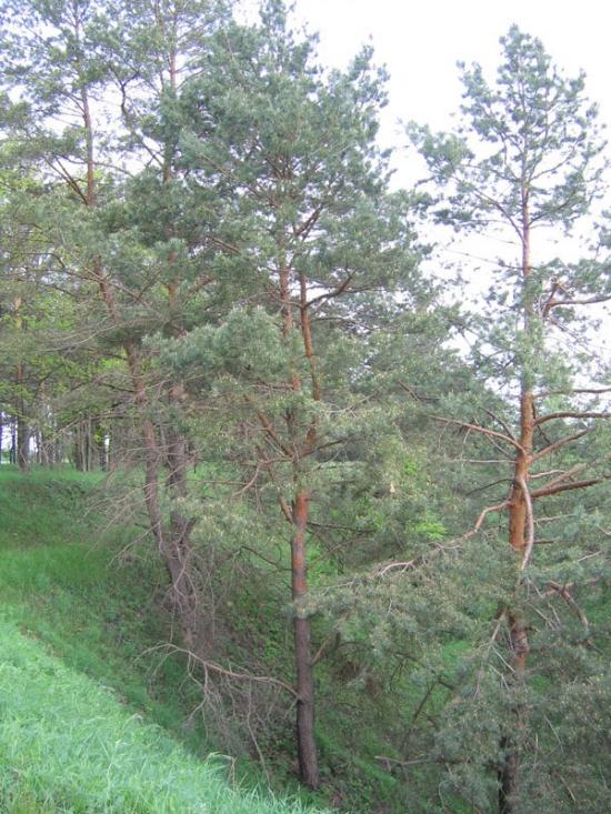 Великі Дмитровичі з panoramio.com - Великие Дмитровичи