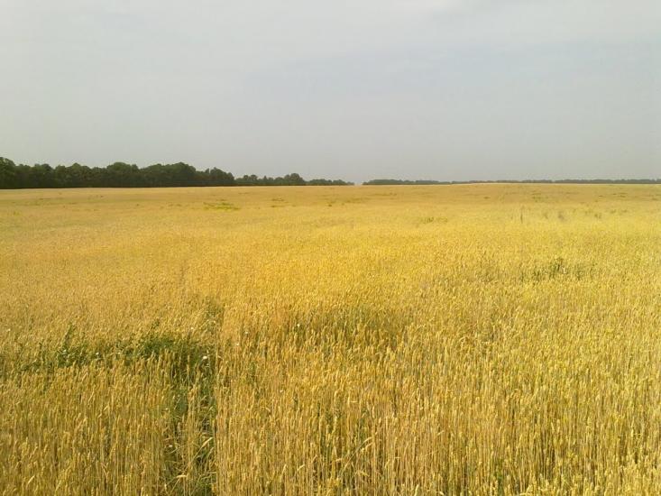 Заїзд з panoramio.com - Заїзд