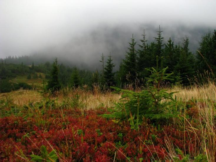 Гриньків з panoramio.com - Гриньків