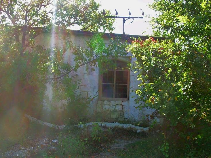 Красний Мак з panoramio.com - Красный Мак