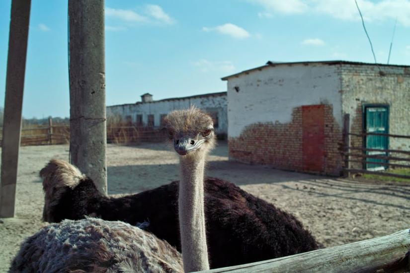 Кийлів з panoramio.com - Кийлів