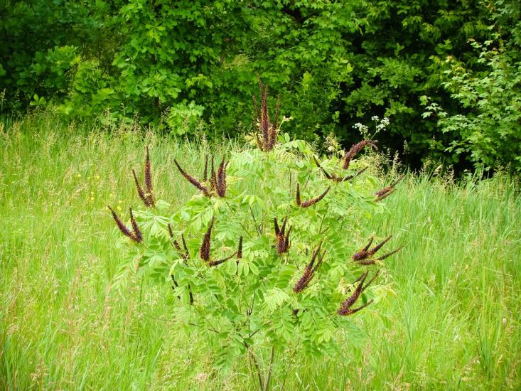 Грушківка з panoramio.com - Grushkivka