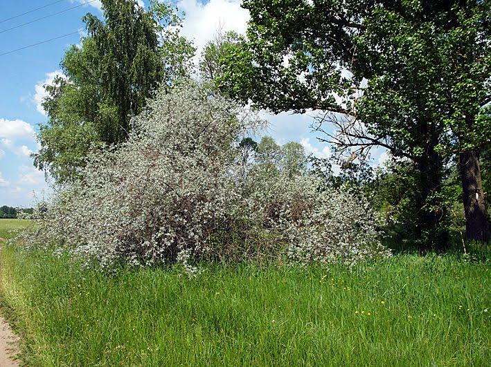 Вельбівка з panoramio.com - Вельбовка
