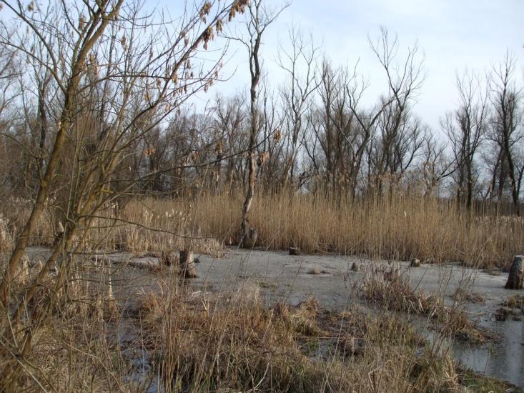 Придніпровське з panoramio.com - Придніпровське