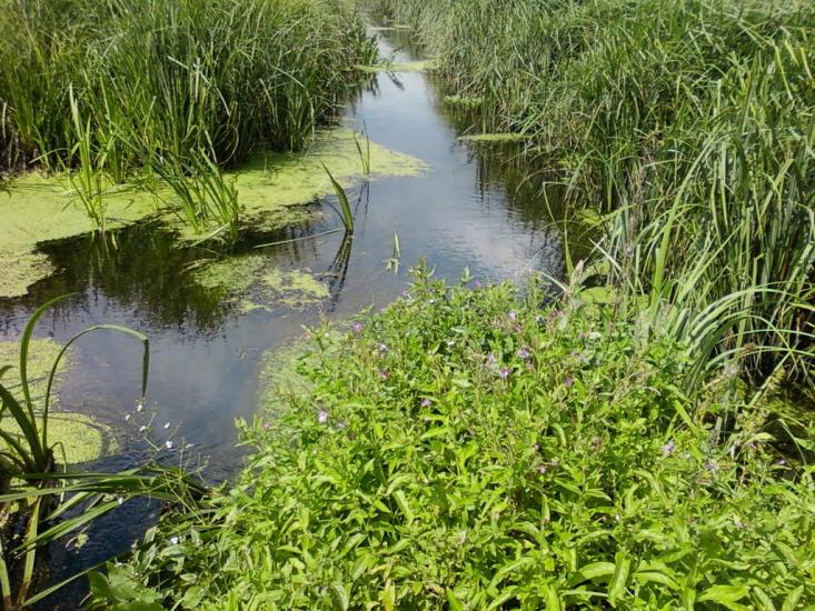 Калинівка з panoramio.com - Калиновка