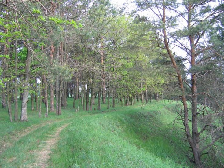 Великі Дмитровичі з panoramio.com - Великие Дмитровичи