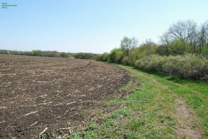 Плавні з panoramio.com - Плавни
