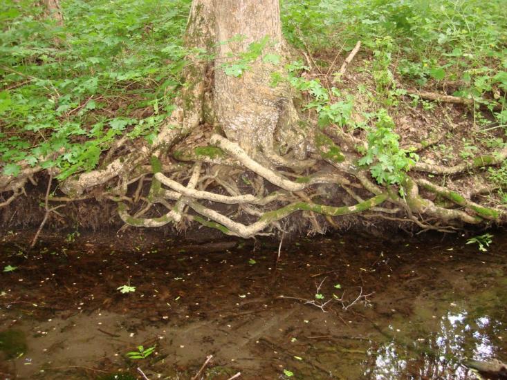 Оріхове з panoramio.com - Оріхове