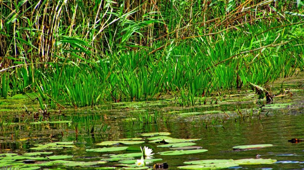 Кузнецовськ з panoramio.com - Varash