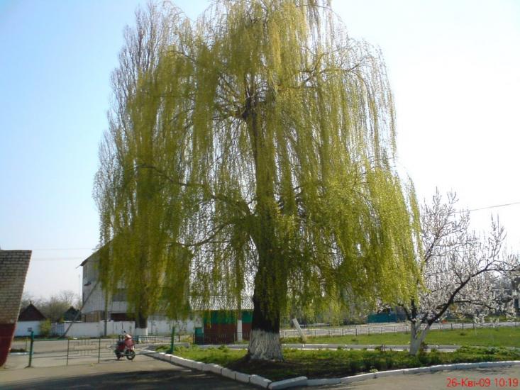 Андрушівка з panoramio.com - Андрушевка