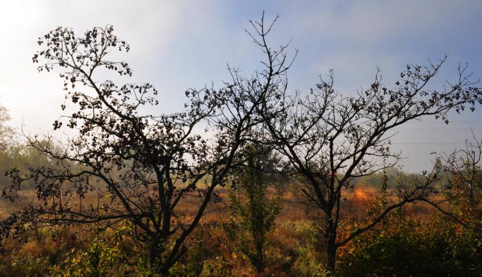 Антонівка з panoramio.com - Antonivka