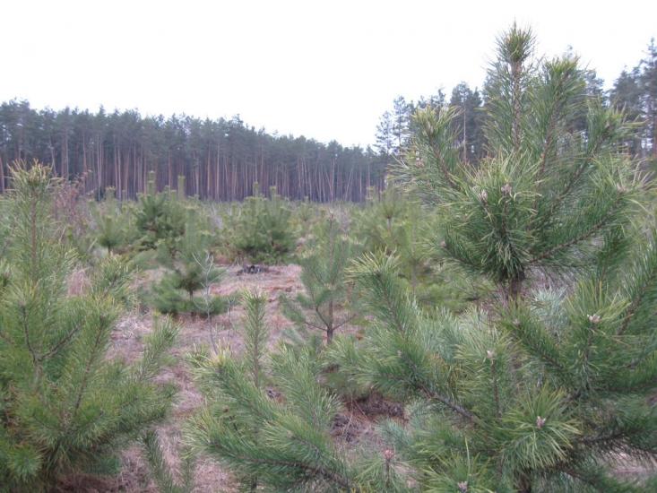 Ясногородка з panoramio.com - Ясногородка