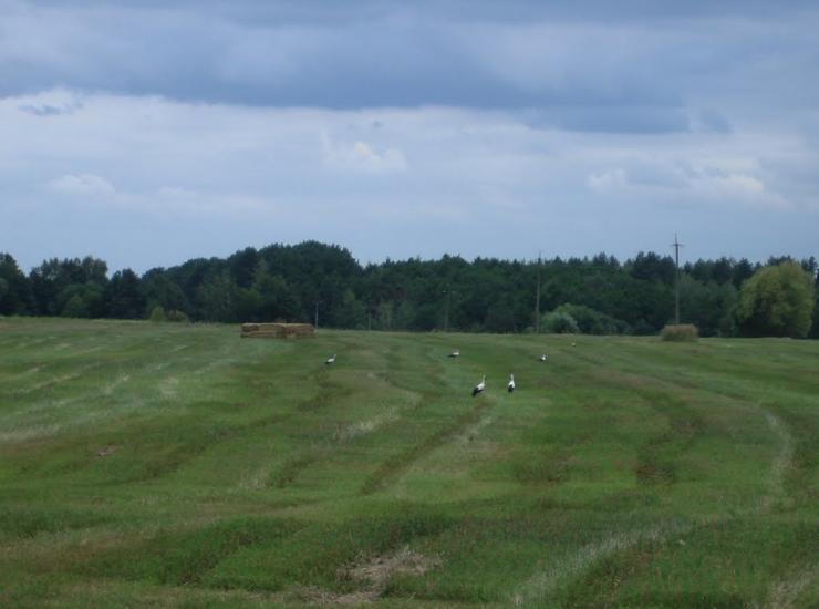 Музичі з panoramio.com - Музичі