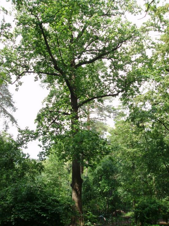 Ворзель з panoramio.com - Ворзель