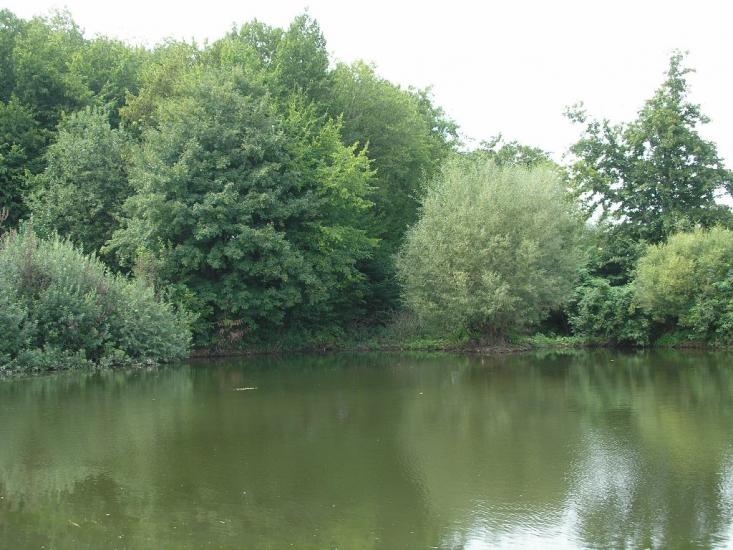 Зарванці з panoramio.com - Зарванцы