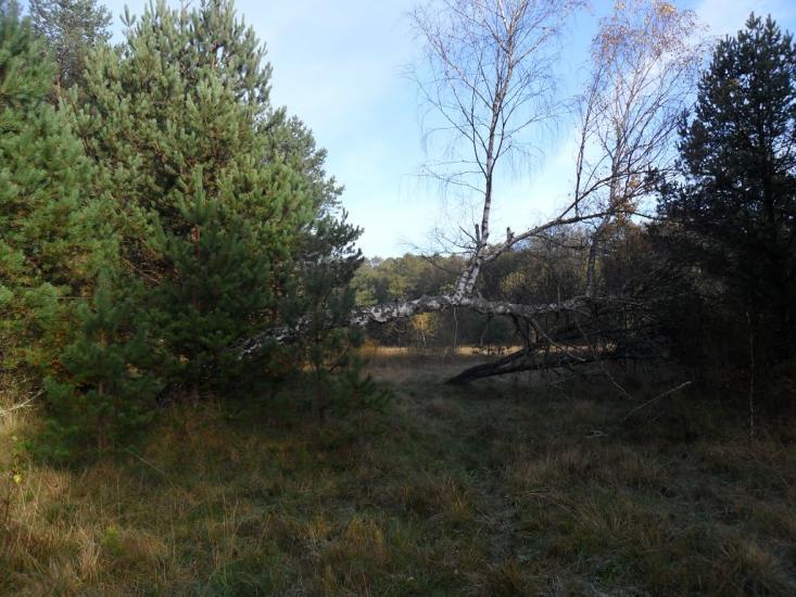 Верещиця з panoramio.com - Верещица